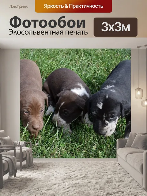 Фотообои Щенки