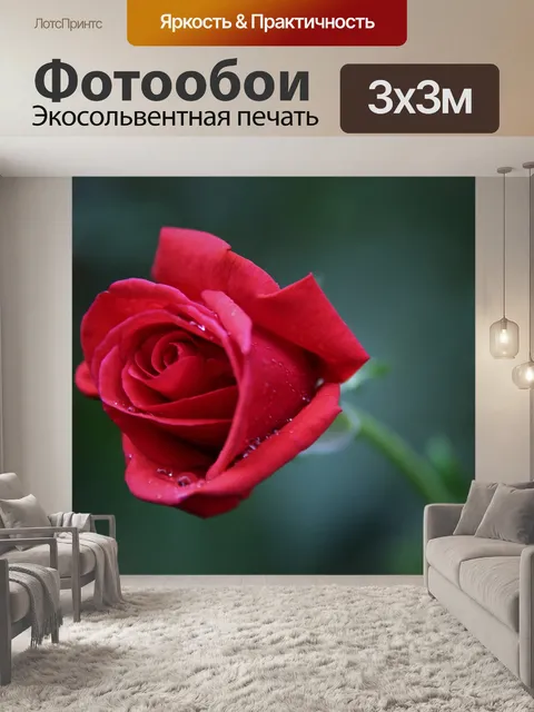 Фотообои Красная бархатная роза