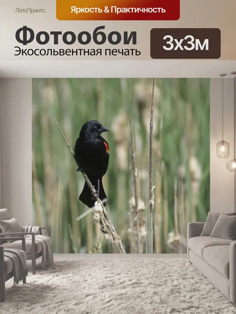 Фотообои Черный дрозд