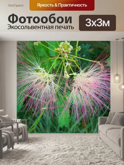 Фотообои Японская шелковая акация