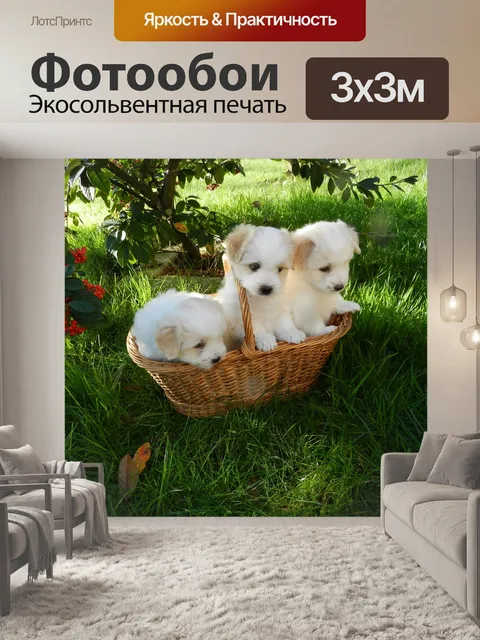 Фотообои Щенки Котон де Тулеар