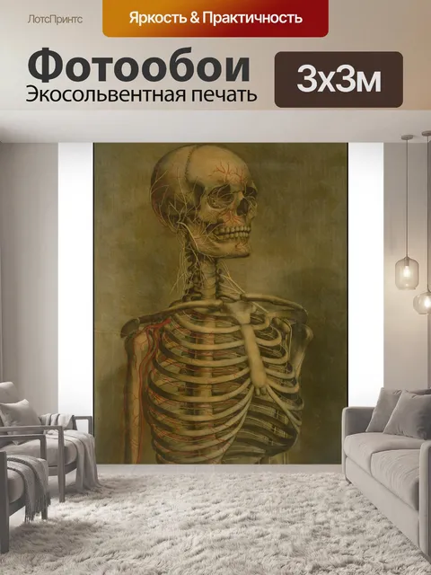 Фотообои Винтажное Искусство Скелеты Череп