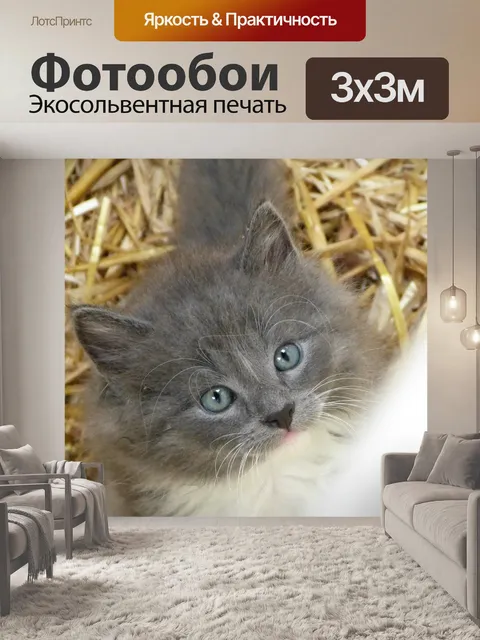 Фотообои Котенок с голубыми глазами