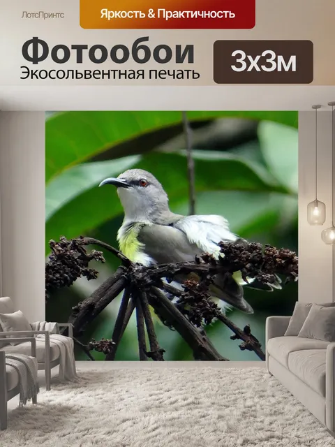 Фотообои Пурпурно-крестцовая солнечная птица
