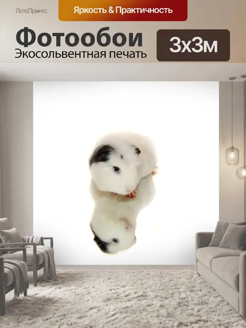Фотообои Морская свинка