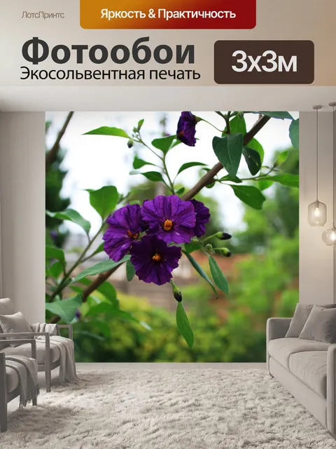 Фотообои картофель куст цветок