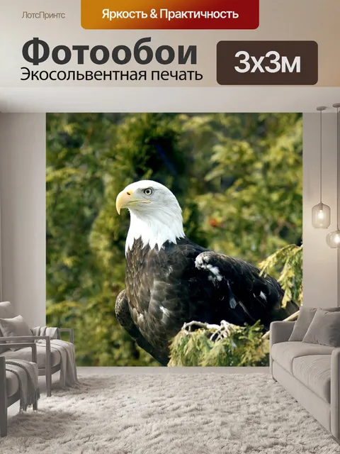 Фотообои Белоголовый орлан с травмированной крыла