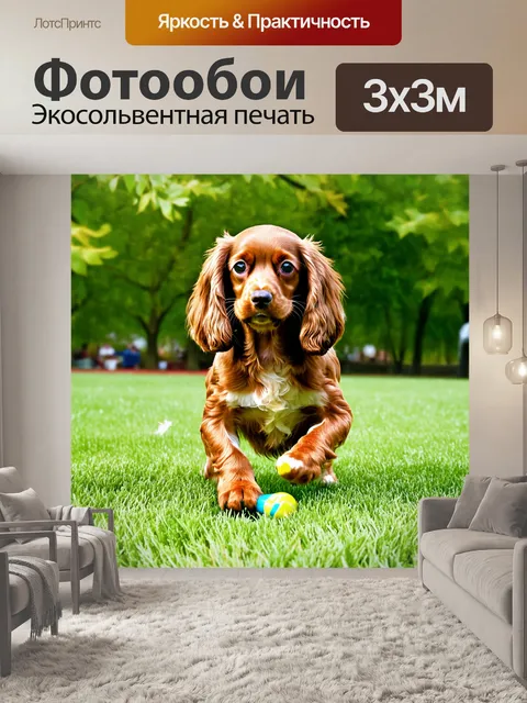 Фотообои фотография английского кокер-спаниеля, играющего на зелёной траве в парке