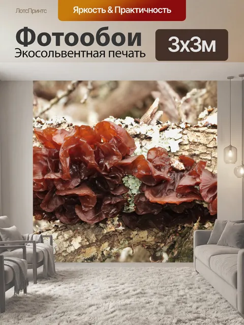 Фотообои Коричневый молочный гриб крупным планом