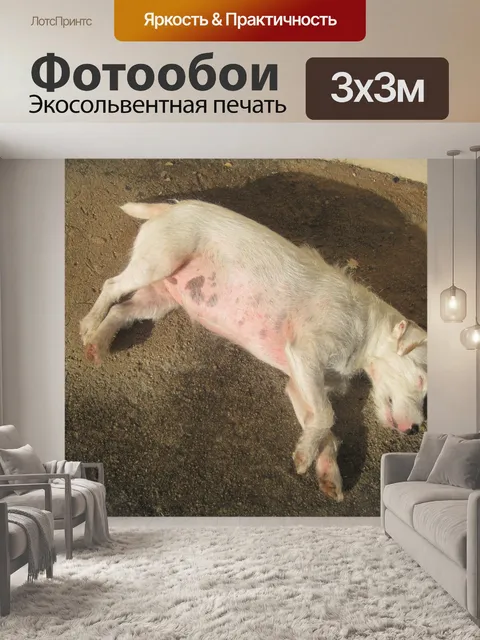 Фотообои белая собака греясь на солнце