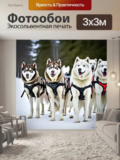 Фотообои группа ездовых собак, включая самоеда, перед запуском на соревнования