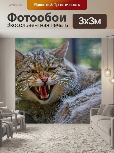 Фотообои Кот