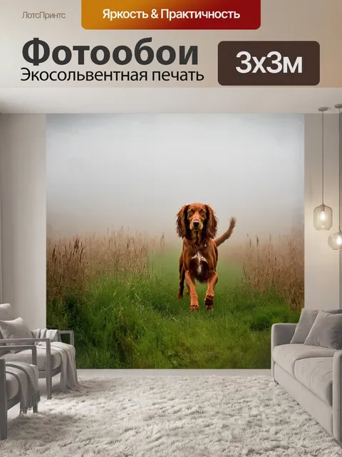 Фотообои собака, ирландский сеттер, красный, в туманном утреннем поле, бродит среди высокой травы,