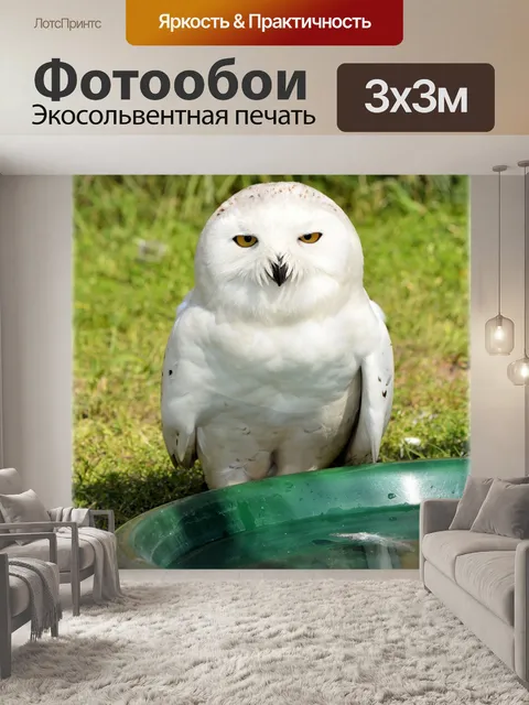 Фотообои Белая сова