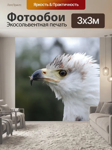 Фотообои Орел