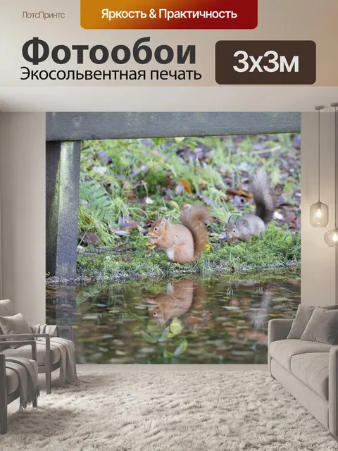 Фотообои Красные белки