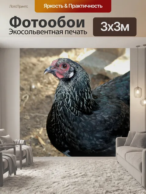 Фотообои Черный цыпленок крупным планом