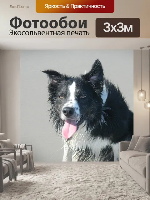 Фотообои Собака