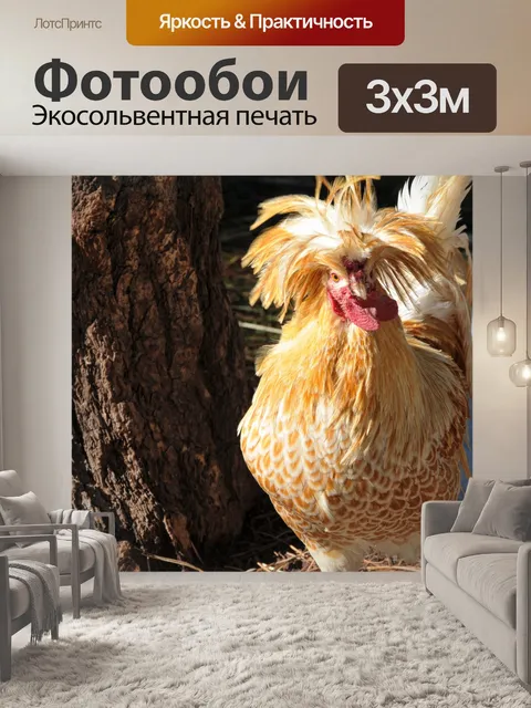 Фотообои Польские курица
