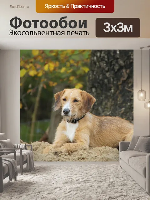 Фотообои Собака терьер домашнее животное милый
