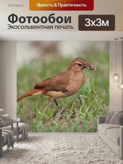 Фотообои Руфус хорнеро