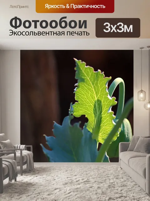 Фотообои маковое растение с прожилками на листе