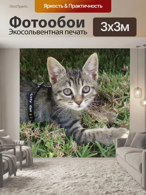 Фотообои Котенок