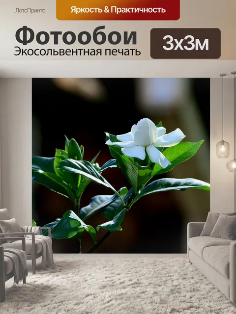 Фотообои белый гардения цветок