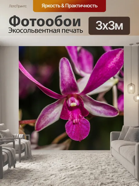 Фотообои Цветок орхидеи