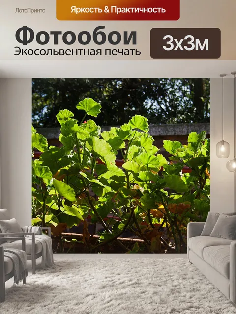 Фотообои солнечный свет на листьях герани