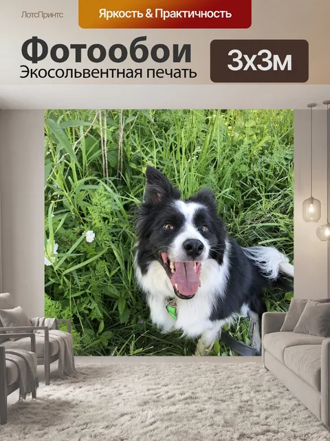Фотообои Бордер-колли