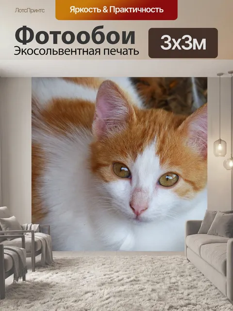 Фотообои Кот