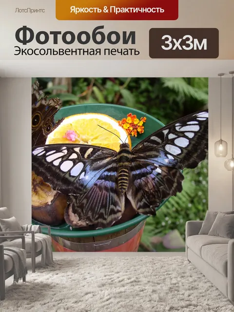 Фотообои Бабочка
