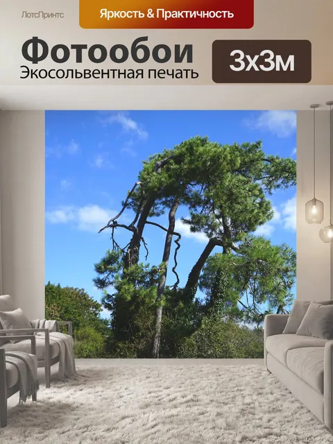 Фотообои Зонтичная сосна
