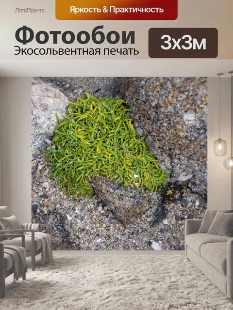 Фотообои пляжная растительность