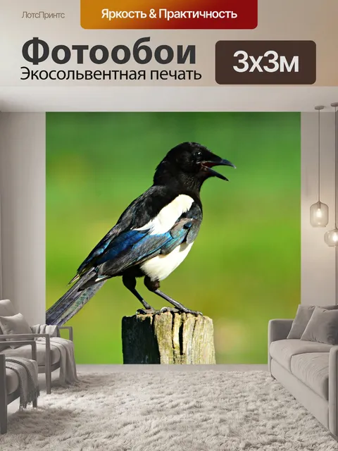 Фотообои Сорока