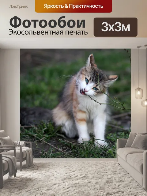 Фотообои Кот