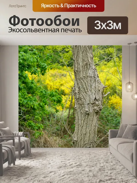 Фотообои Ствол акации