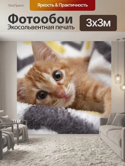Фотообои Кот