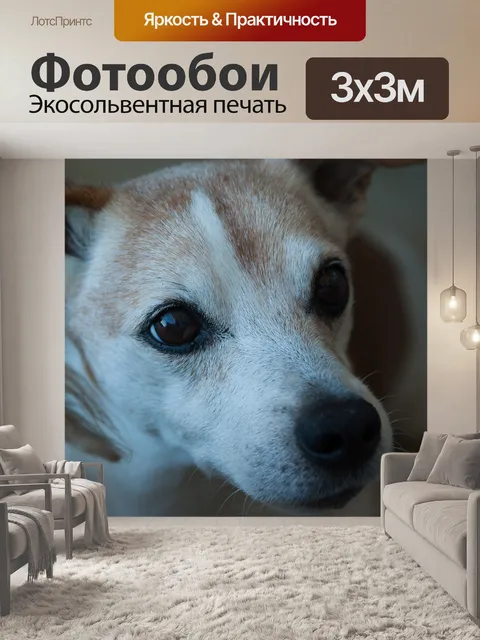 Фотообои Собака