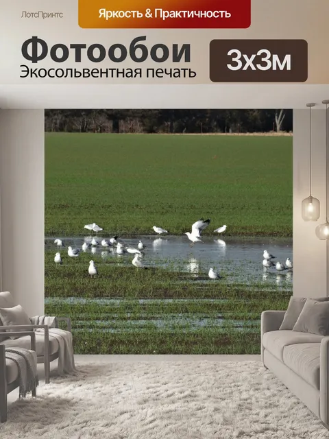 Фотообои Чайки в затопленном пшеничном поле
