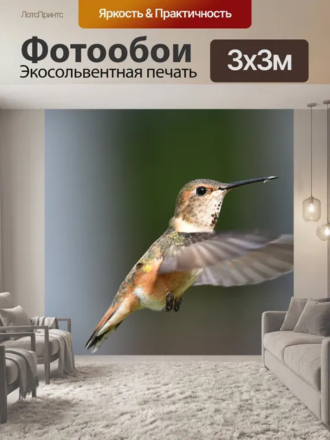 Фотообои Самка рыжего колибри