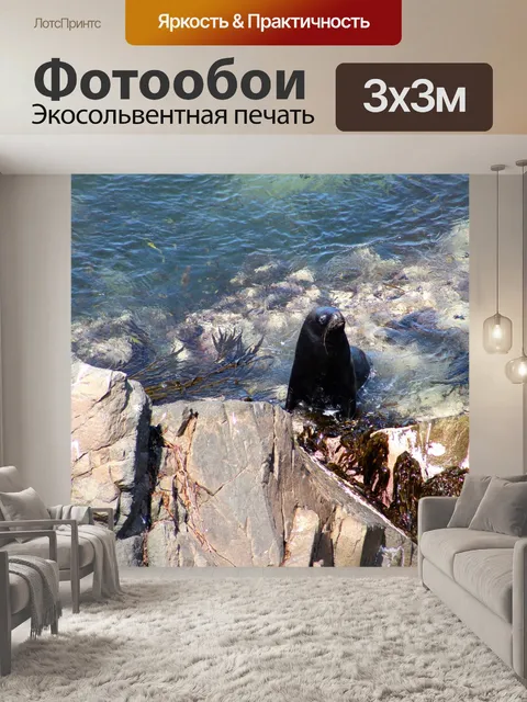 Фотообои Тюлень