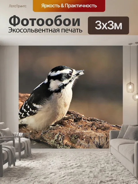 Фотообои Женский пушистый дятел крупным планом