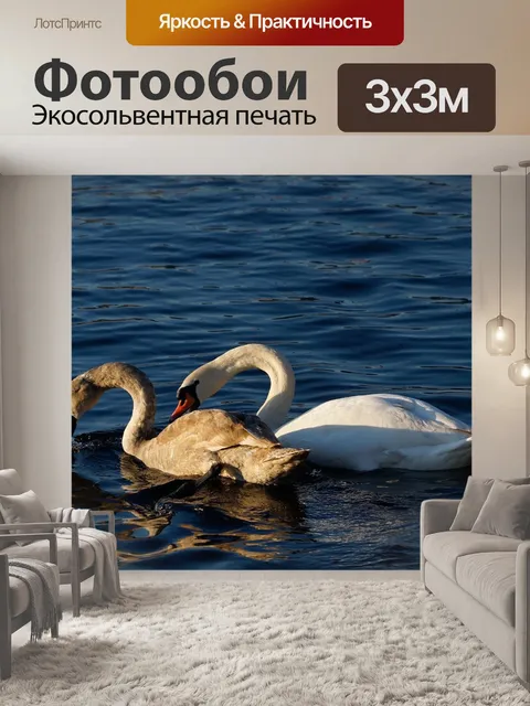 Фотообои Лебедь