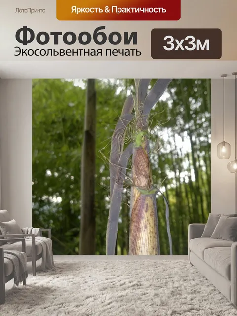 Фотообои Бамбук - Bambuseae