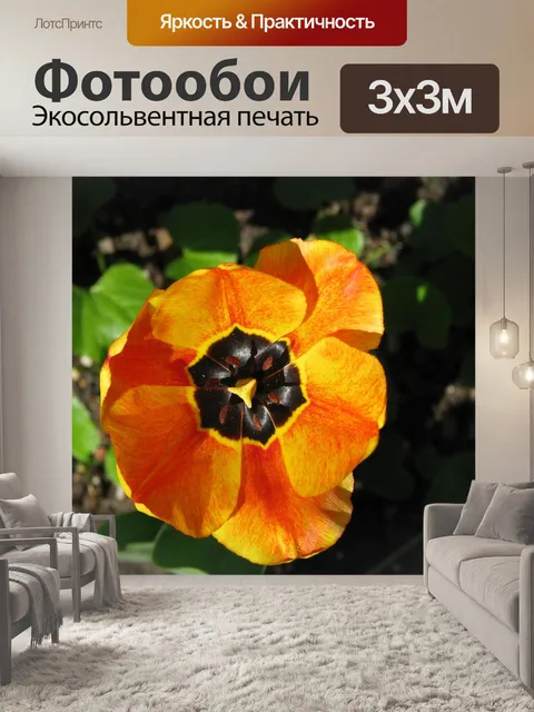 Фотообои Тюльпан