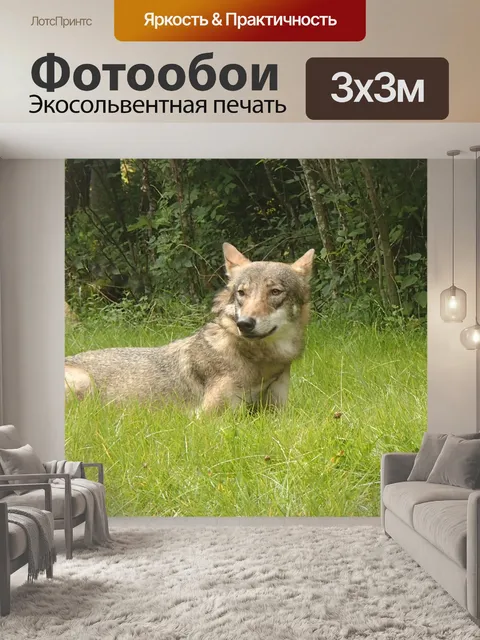 Фотообои Волк