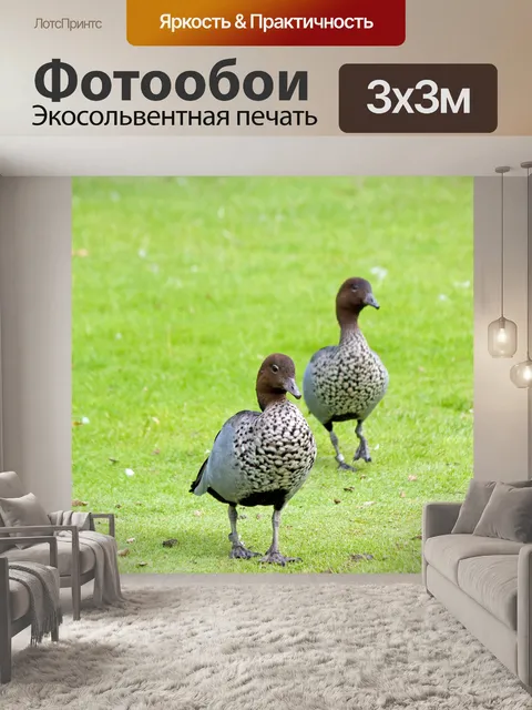 Фотообои Два Гуся