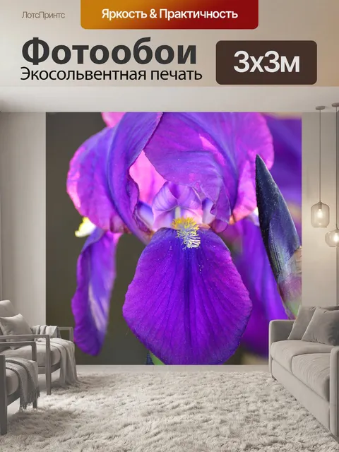 Фотообои Сиреневый ирис
